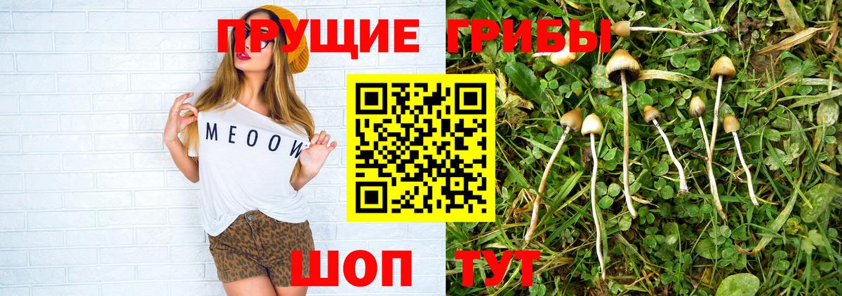 Малоярославец  Галлюциногенные грибы MAGIC MUSHROOMS  Вход с VPN 